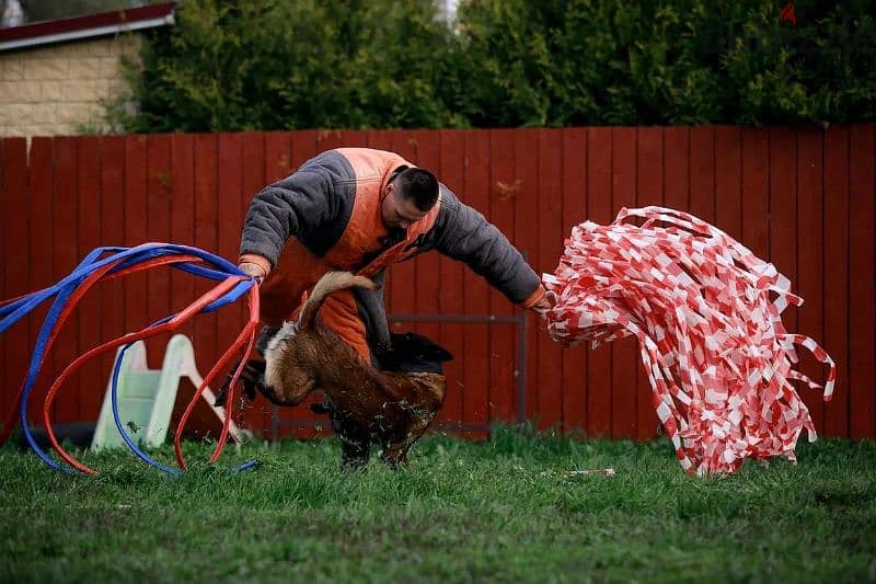 Malinois boy from Russia 8