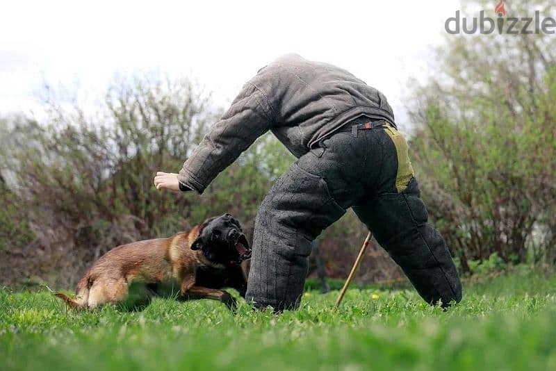 Malinois boy from Russia 10