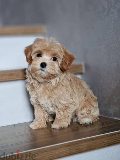 maltipoo puppies from Russia