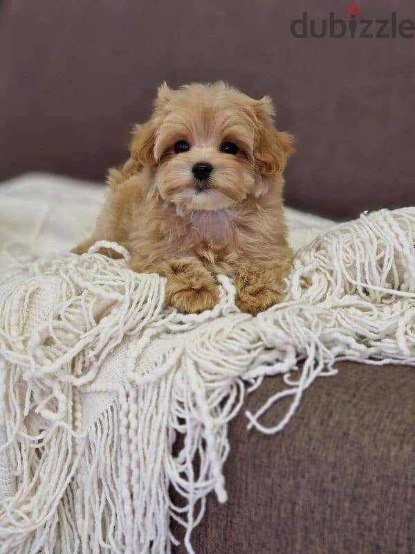 maltipoo puppies from Russia 1