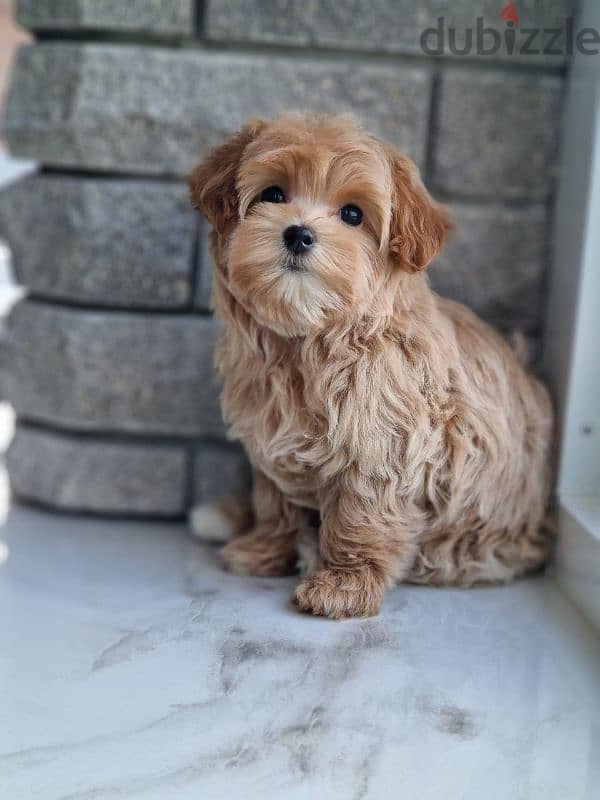 maltipoo puppies from Russia 2