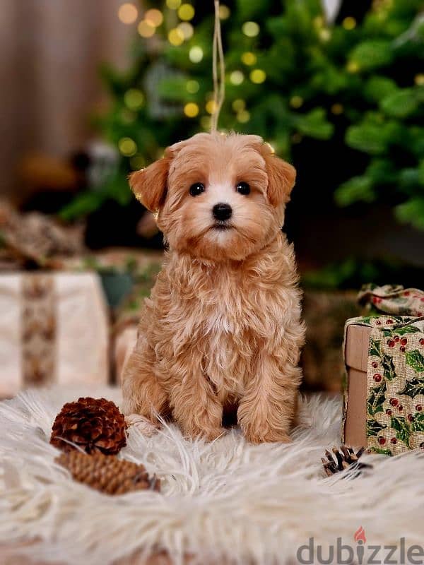 maltipoo puppies from Russia 3