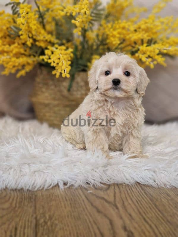 maltipoo puppies from Russia 4