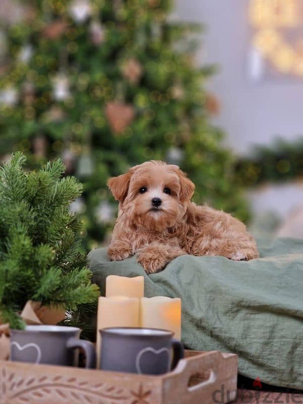 maltipoo puppies from Russia 5