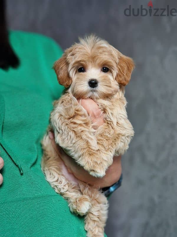 maltipoo puppies from Russia 6