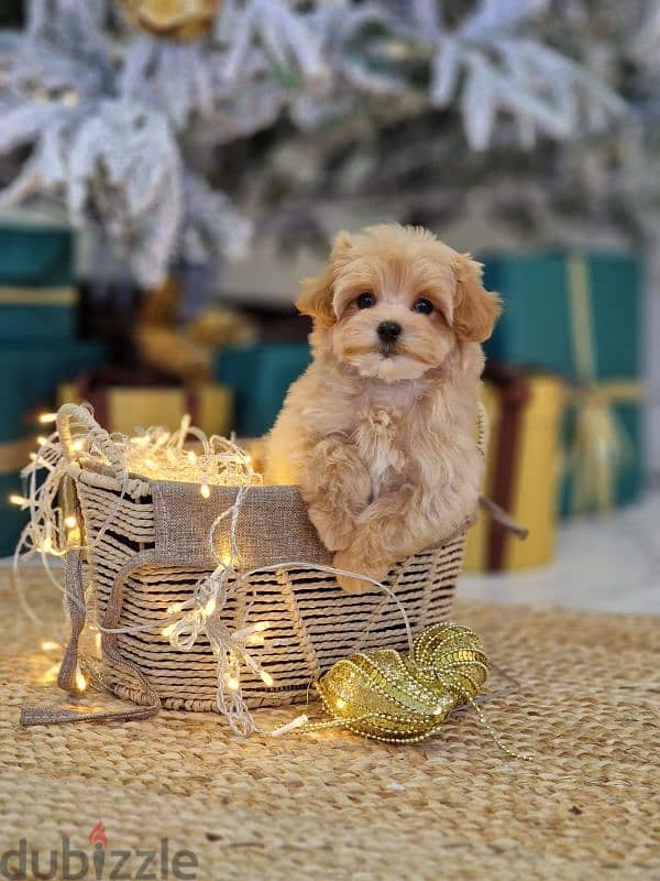 maltipoo puppies from Russia 7