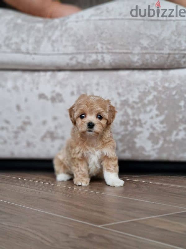 maltipoo puppies from Russia 8