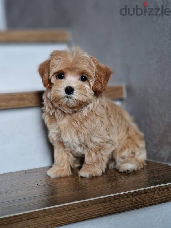 maltipoo puppies from Russia 9