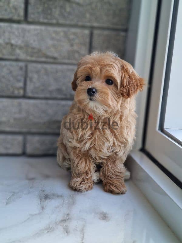 maltipoo puppies from Russia 10