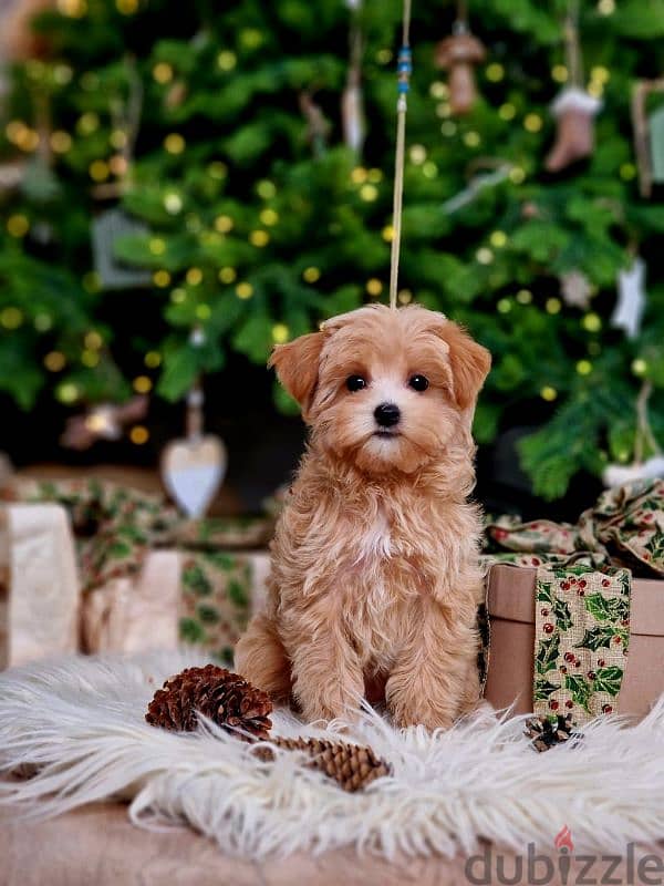 maltipoo puppies from Russia 13