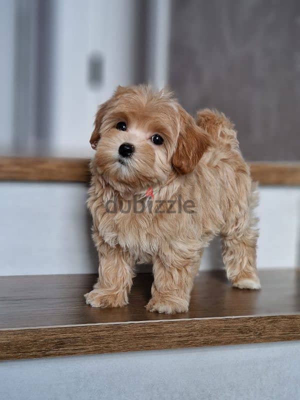 maltipoo puppies from Russia 14