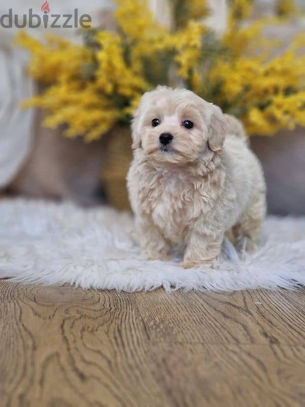 maltipoo puppies from Russia 15