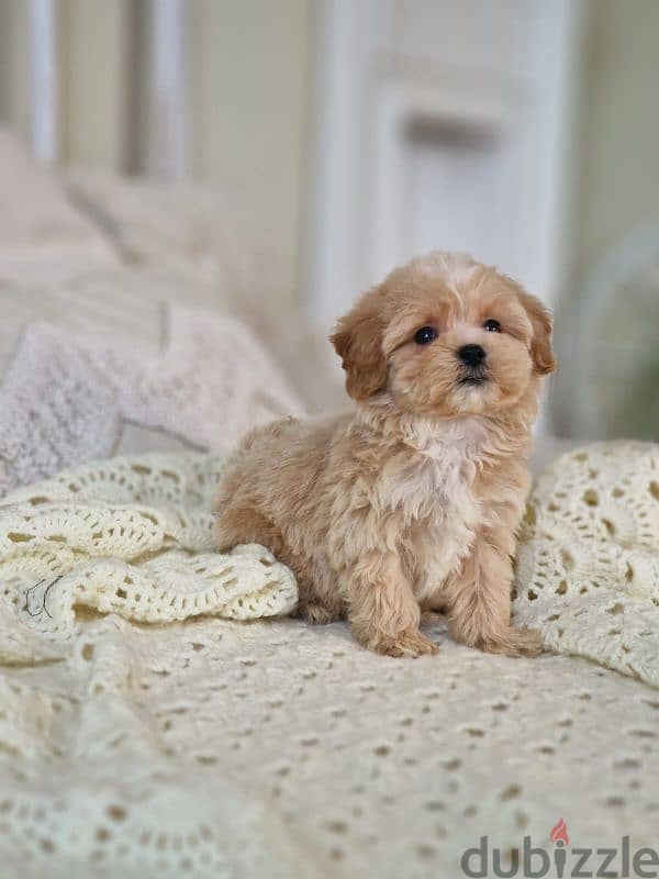 maltipoo puppies from Russia 16