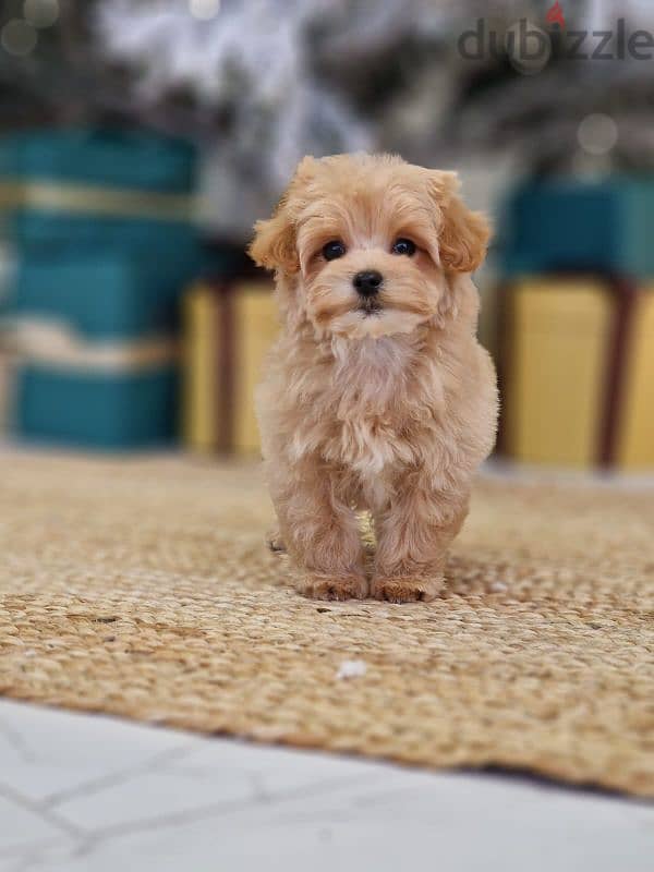 maltipoo puppies from Russia 17