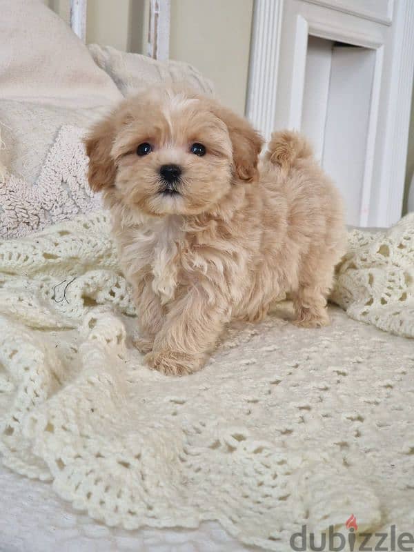 maltipoo puppies from Russia 18