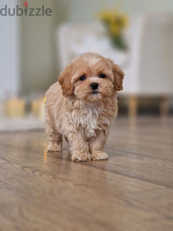 maltipoo puppies from Russia 19