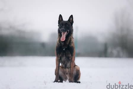 Malinois boy from Russia