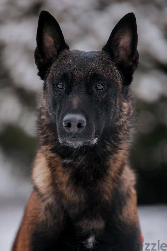 Malinois boy from Russia 1