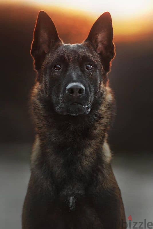 Malinois boy from Russia 2