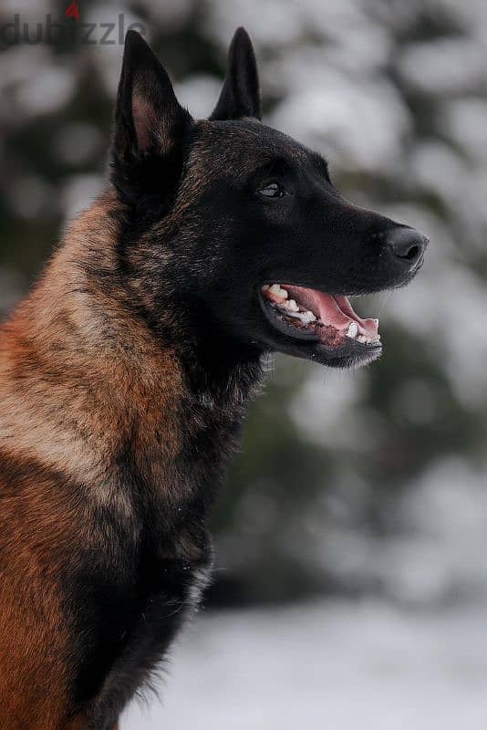 Malinois boy from Russia 11