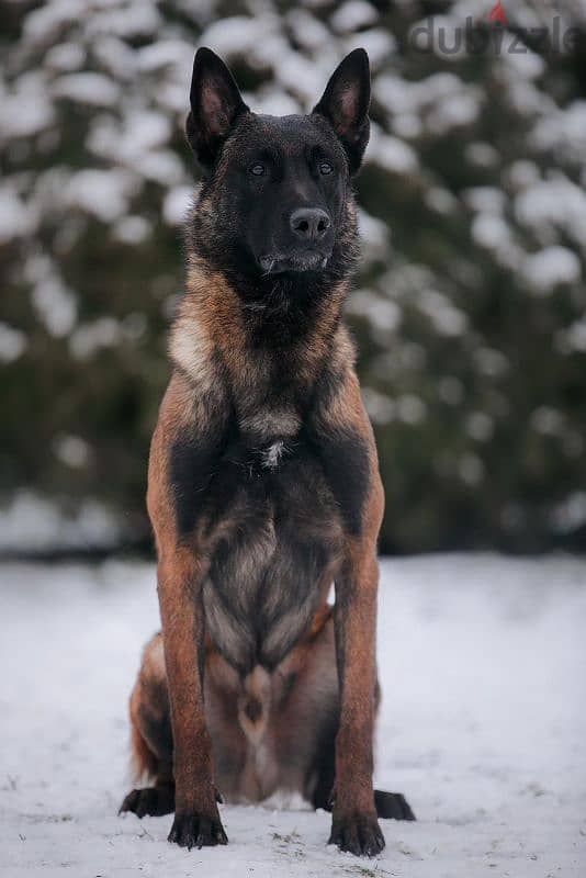 Malinois boy from Russia 12