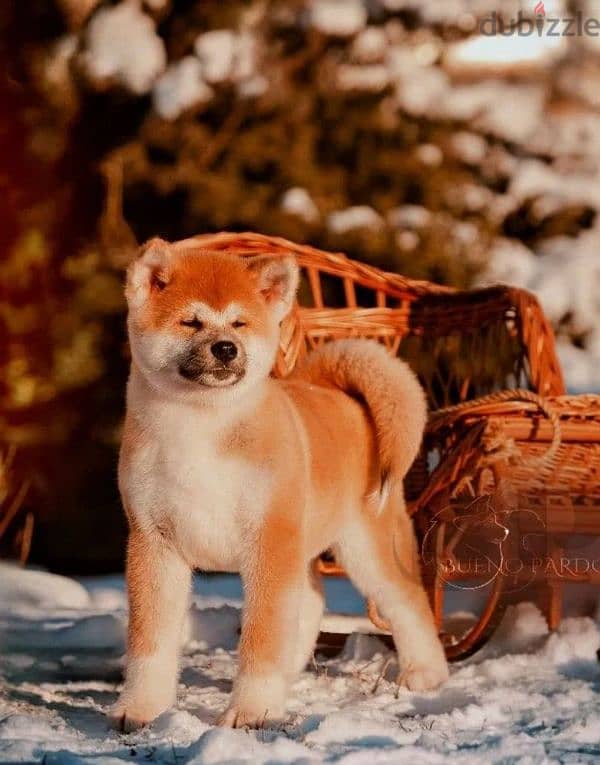 Akita inu puppy boy from Russia 1