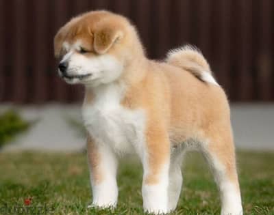 Little Akita puppy boy from Russia