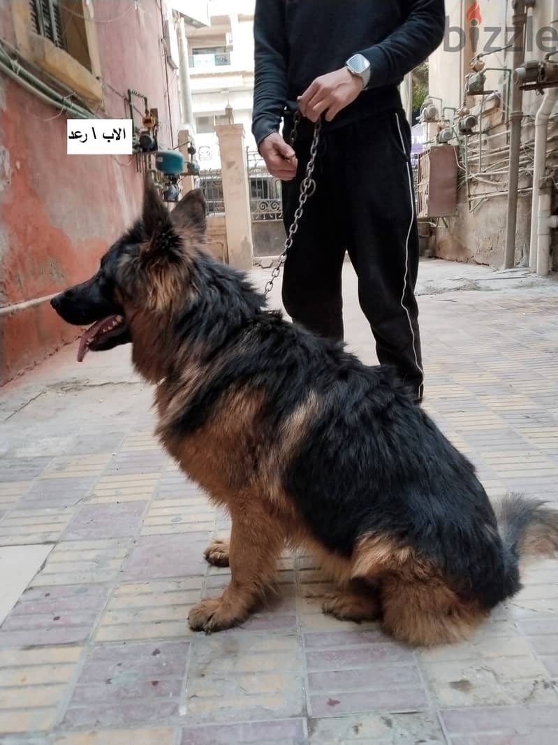 German shepard long hair من احلي ما يكون 5