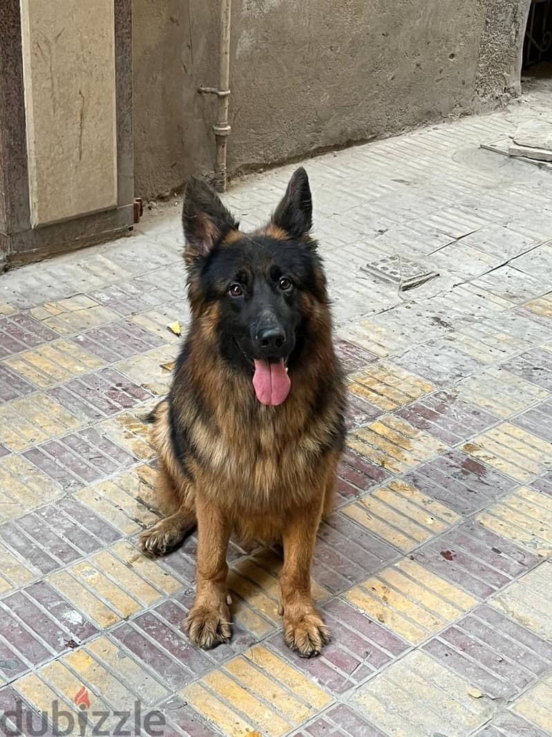 German shepard long hair من احلي ما يكون 6