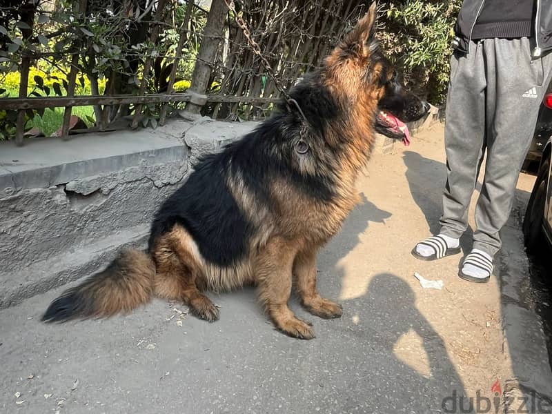 German shepard long hair من احلي ما يكون 7