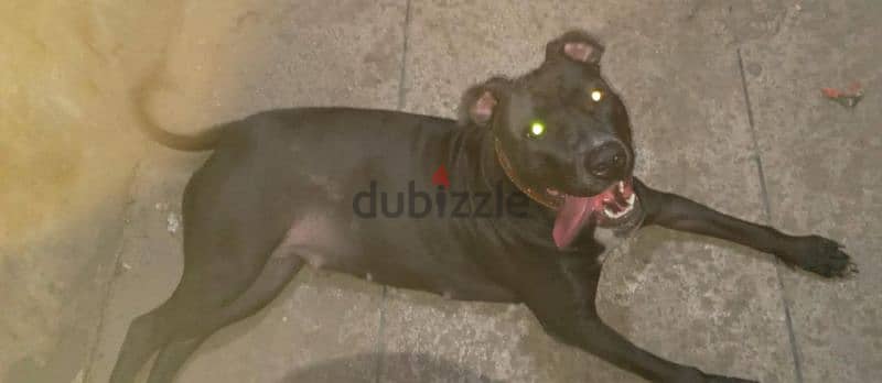 بنت امريكان بيتبول للجواز  Female APBT For Mating 1