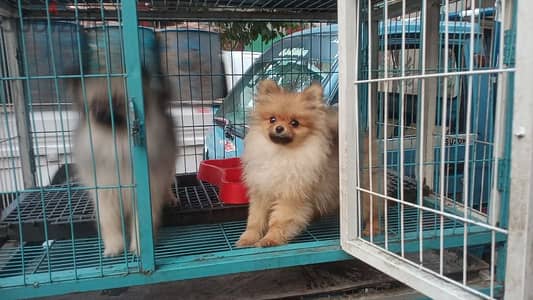 Pomeranian بومرينيان