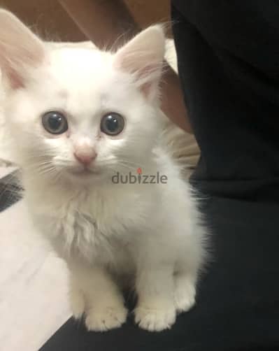 British shorthair white kitten 2 months oldi