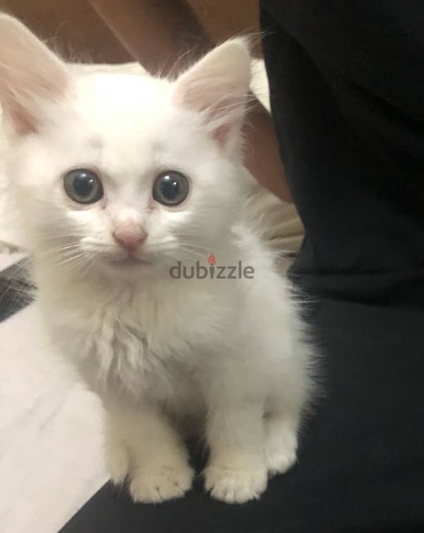 British shorthair white kitten 2 months oldi 0