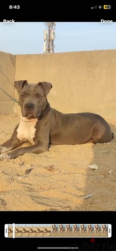 Xl large pitpull female 11month