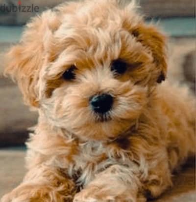 Maltipoo puppies boys from Russia