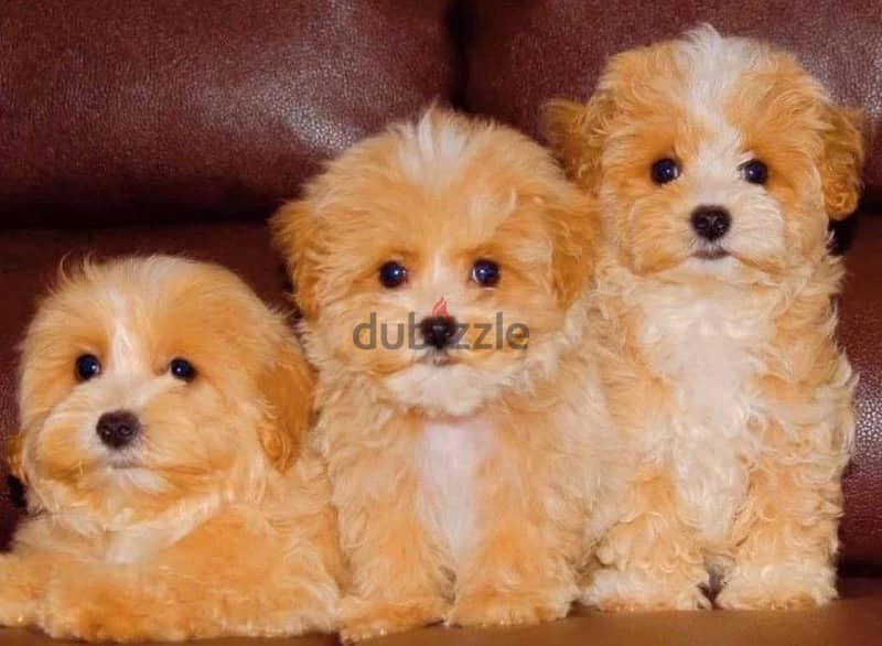 Maltipoo puppies boys from Russia 1