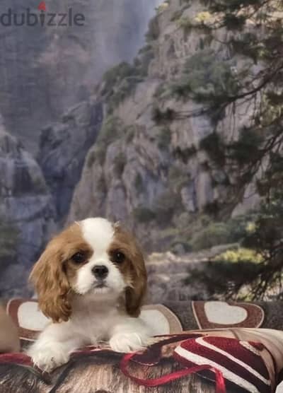 Cavalier King Charles spaniel puppy female from Russia