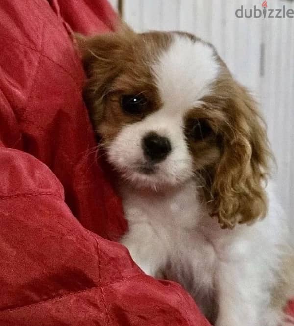 Cavalier King Charles spaniel puppy female from Russia 1