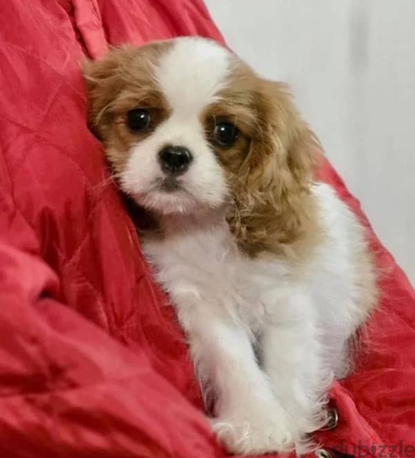 Cavalier King Charles spaniel puppy female from Russia 2