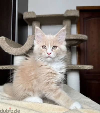 Maine coon boy from Russia