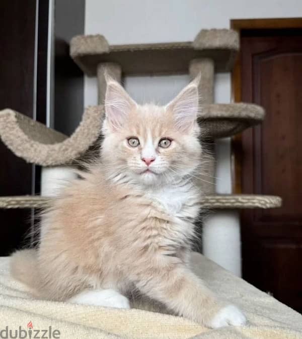 Maine coon boy from Russia 0