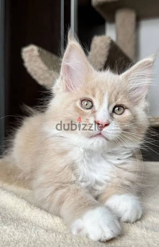 Maine coon boy from Russia 1