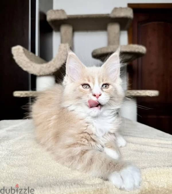 Maine coon boy from Russia 2