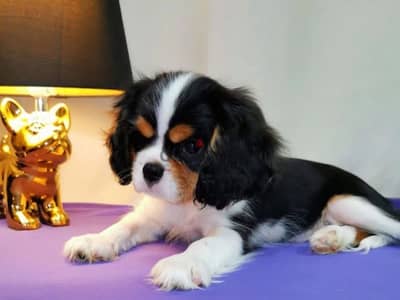 Cavalier King Charles spaniel female from Russia