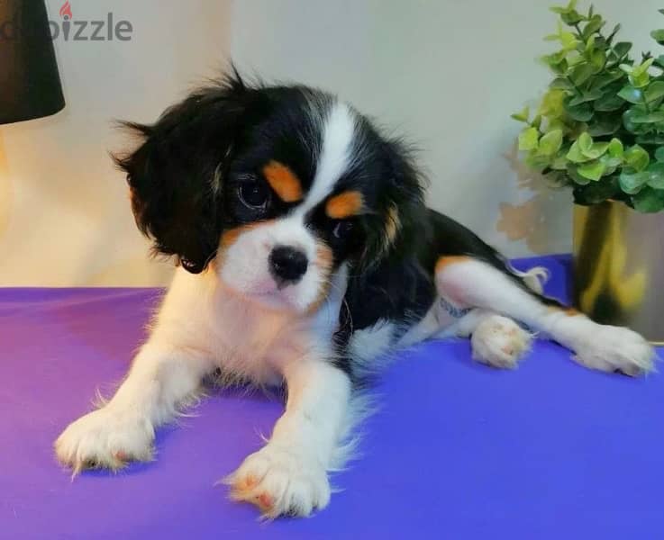 Cavalier King Charles spaniel female from Russia 1