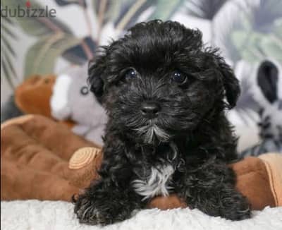 toy poodle