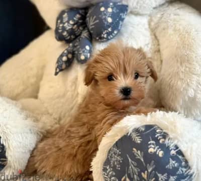 Maltipoo Puppy Dog For Sale From Europe