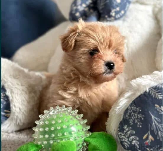 Maltipoo Puppy Dog For Sale From Europe 1