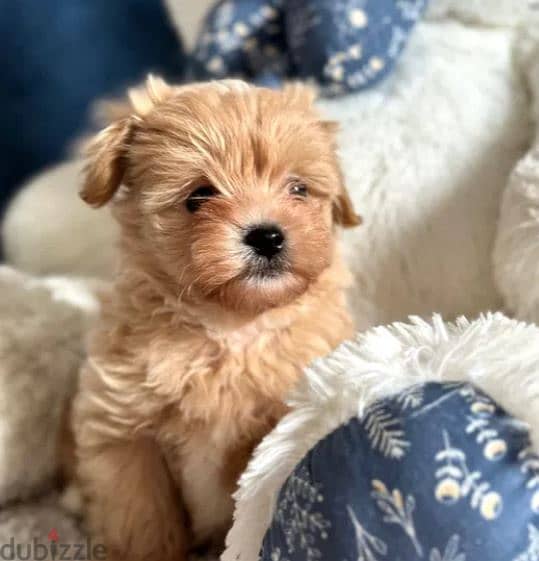 Maltipoo Puppy Dog For Sale From Europe 2